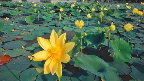 hoa sen vang trong phong thuy