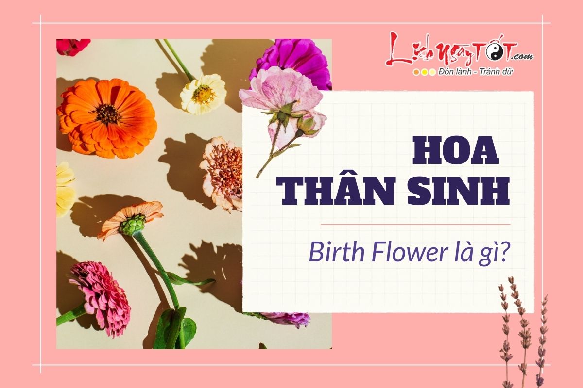 Hoa thân sinh là gì Hoa than sinh la gi