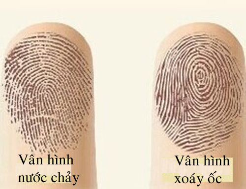 Khám phá bí mật ẩn giấu sau mỗi đường vân tay (phần 1) hình ảnh Kham pha bi mat an giau sau moi duong van tay (phan 1) hinh anh