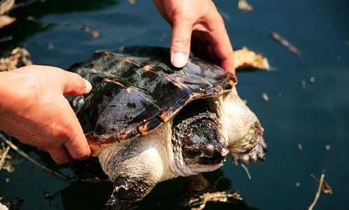Mẹo phong thủy Cách hóa giải vận xui hiệu quả bất ngờ hình ảnh 2 Meo phong thuy Cach hoa giai van xui hieu qua bat ngo hinh anh 2