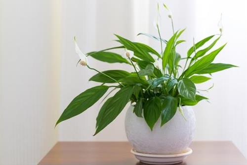 Nên trồng lan ý trong nhà bếp
