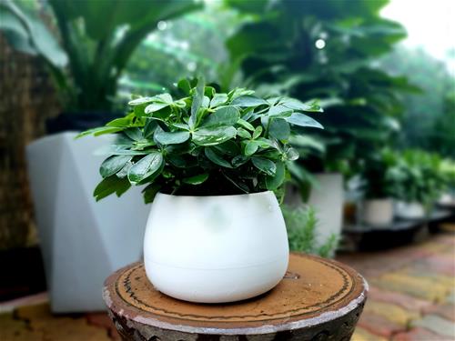 Ngu gia bi de ban lam viec Cây gia bì để bàn làm việc