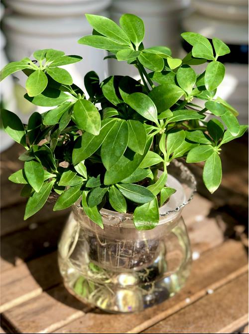 Ngu gia bi thuy sinh Cây gia bì thủy sinh