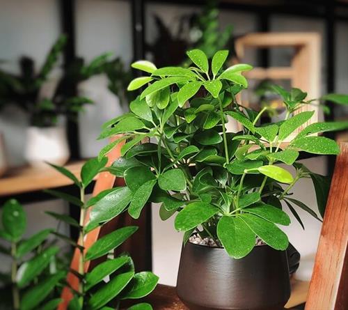 Ngu gia bi trong noi nhieu anh sang Cây gia bì trồng nơi nhiều ánh sáng