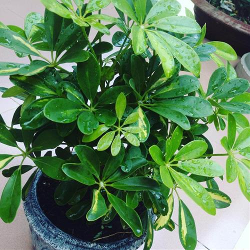 Ngu gia bi trong trong chau su Cây gia bì trồng trong chậu sứ