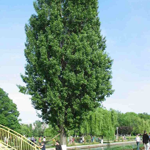 Nhanh tay loai bo nhung loai cay xui xeo trong vuon nha hinh anh 2
