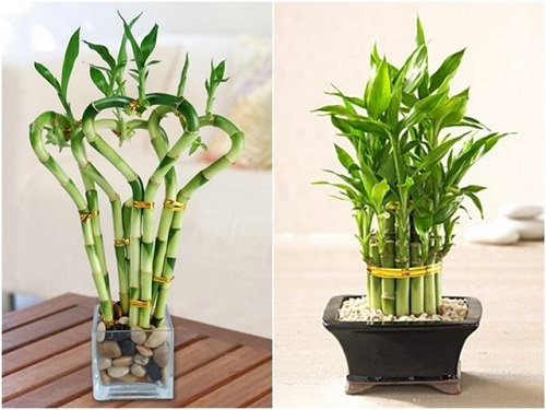 Những tác dụng bất ngờ của cây phát tài hình ảnh Nhung tac dung bat ngo cua cay phat tai hinh anh