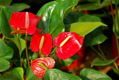 Nữ nhân muốn nắm quyền, trồng hồng môn trong nhà hình ảnh Nu nhan muon nam quyen, trong hong mon trong nha hinh anh