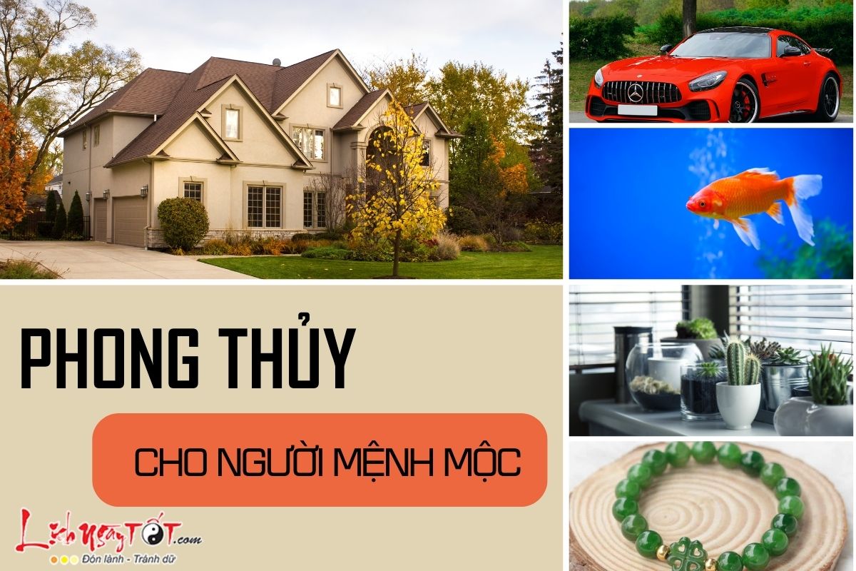 Phong thủy cho người mệnh Mộc Phong thuy cho nguoi menh Moc