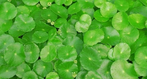 Rau ma la sen - loai cay tang tai xinh dep hinh anh