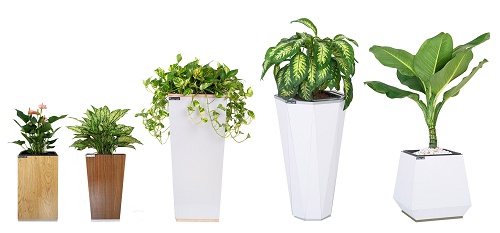 Sai lầm khi dùng vật phẩm phong thủy quen thuộc hình ảnh 2 Sai lam khi dung vat pham phong thuy quen thuoc hinh anh 2