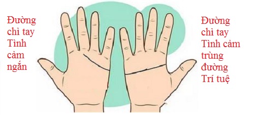 So đường chỉ tay Tình cảm để biết tình yêu của 2 bạn P2 hình ảnh gốc 5 So duong chi tay Tinh cam de biet tinh yeu cua 2 ban P2 hinh anh goc 5