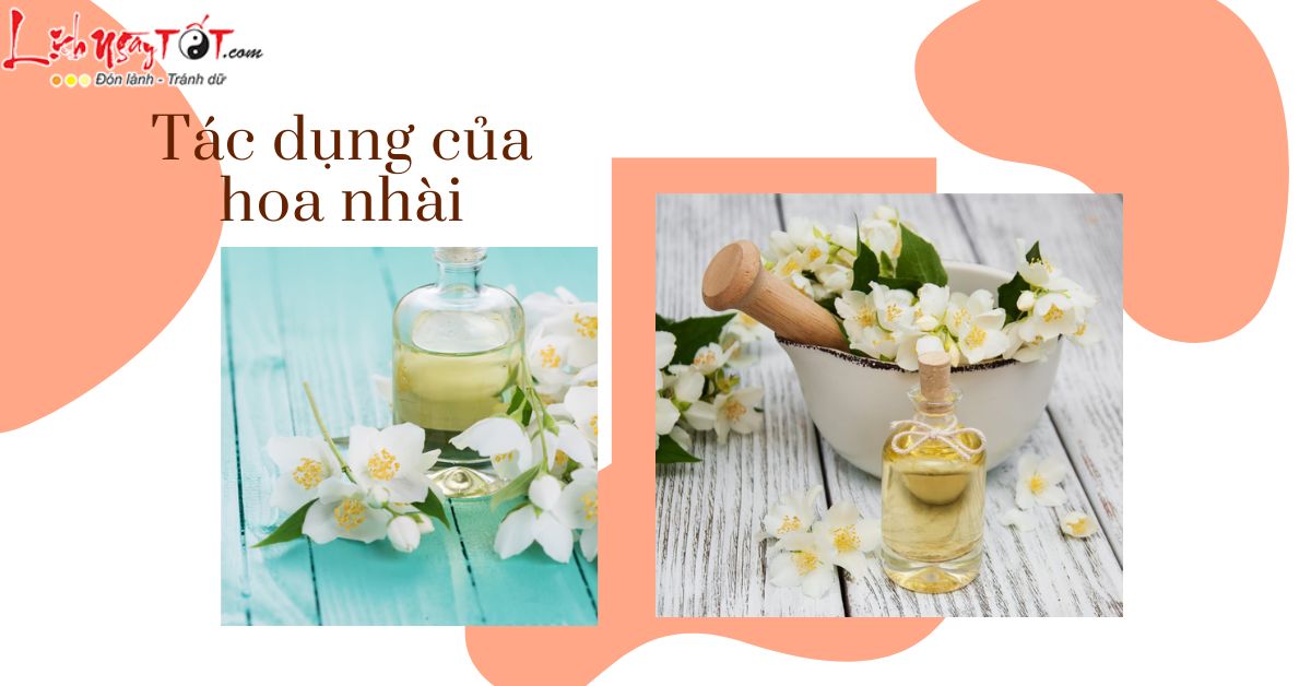 Tác dụng của hoa nhài phong thủy Tac dung cua hoa nhai phong thuy