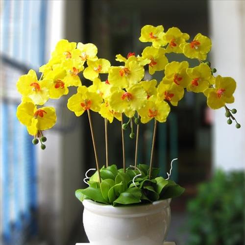tac dung phong thuy cua lan ho diep