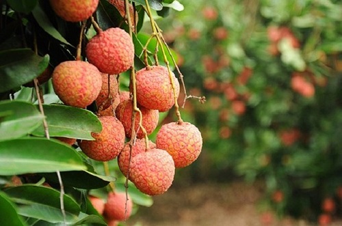 Tiet Mang Chung la gi hinh anh