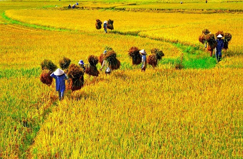 Tiet Mang Chung la gi hinh anh
