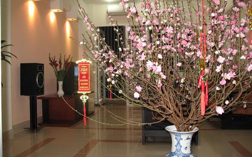 Tối kỵ đặt cây cảnh Tết ở vị trí chính giữa một mặt bằng Toi ky dat cay canh Tet o vi tri chinh giua mot mat bang