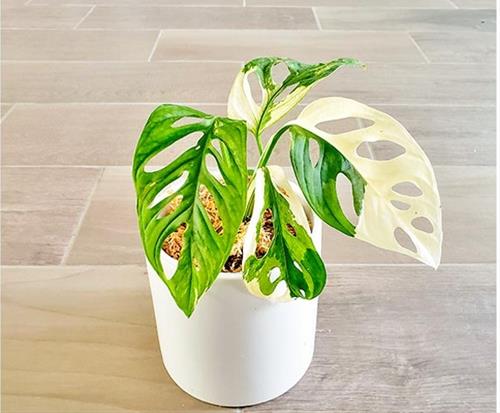 trau ba la lo dot bien Trầu bà lá lỗ đột biến