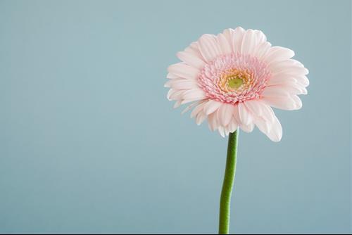 Tuổi Tị Tuoi Ti
