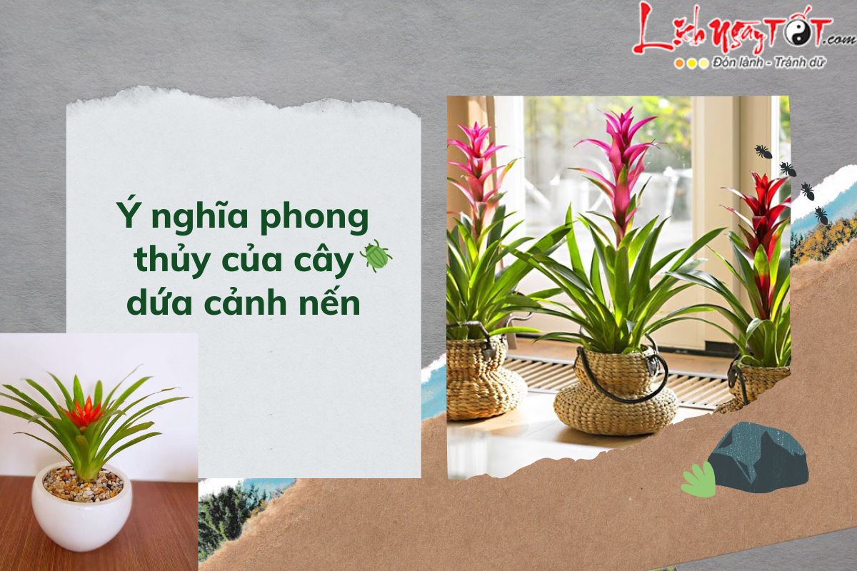 Ý nghĩa cây dứa cảnh nến Y nghia cay dua canh nen